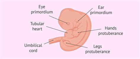 6 Weeks Development Embryo