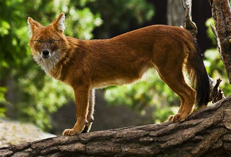 Dhole- Indian Wild Dog