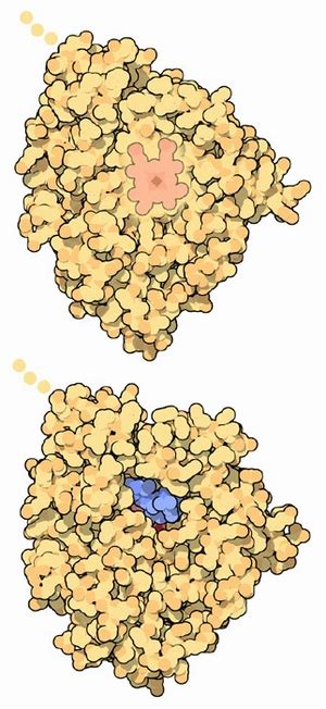 PDB-101: Molecule of the Month: Cytochrome p450