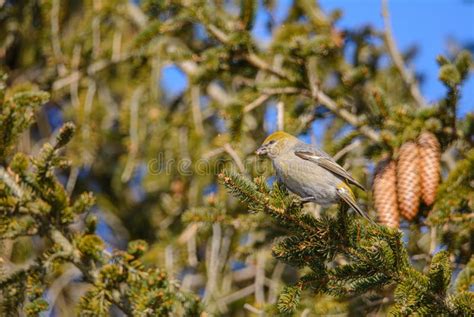 Pine Grosbeak Female in a Tree Stock Photo - Image of garden, pine: 239933632