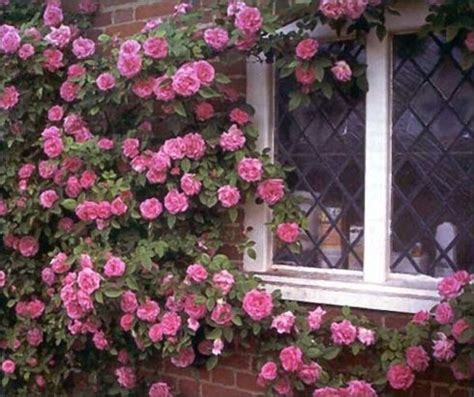 Best 25+ Climbing roses for shade ideas on Pinterest | Rose garden ...