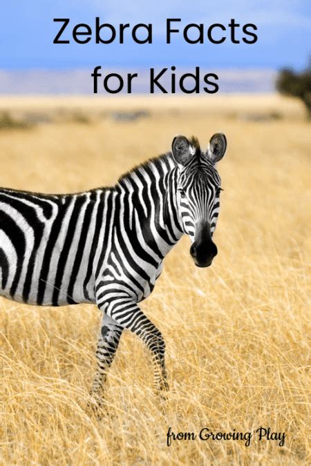 Zebra Facts for Kids - Growing Play