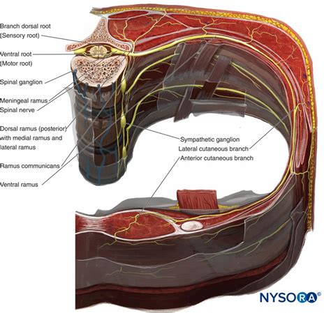 Intercostal Nerve Block - Landmarks and Nerve Stimulator Technique - NYSORA