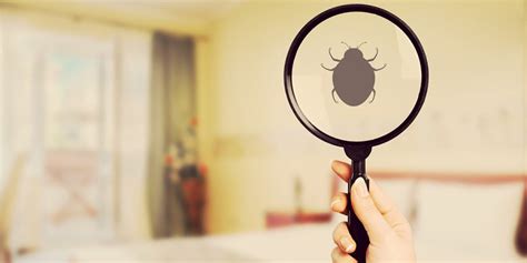 Managing Ticks Inside the House: Five Tips | Nada Mosquito