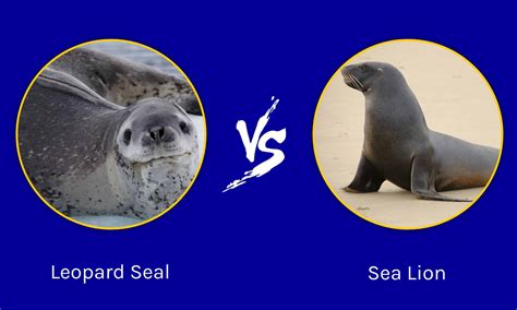 Leopard Seal vs Sea Lion: The Key Differences - Wiki Point