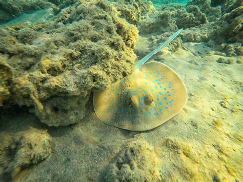 15 Stunning Stingray Facts