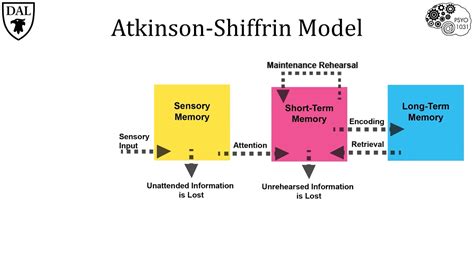 Tricky Topics: Atkinson-Shiffrin Model - YouTube