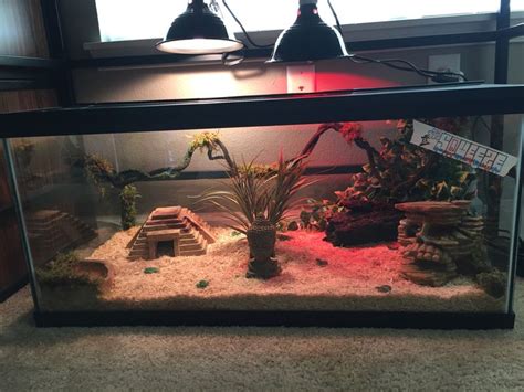 a fish tank filled with plants and rocks on top of a carpeted floor ...