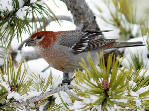 Pine Grosbeak - eBird