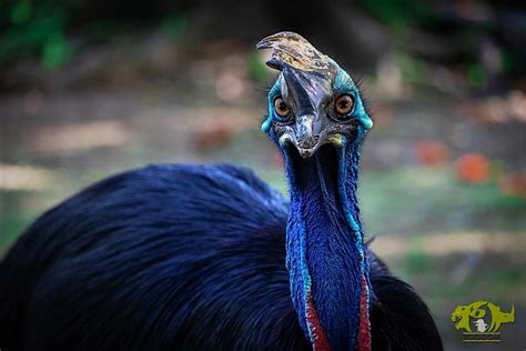 Casuario - Parque Zoológico Nacional | ZOODOM : Parque Zoológico Nacional | ZOODOM