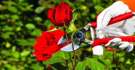 5 Tips for Pruning Roses Like a Pro | Gardener's Path