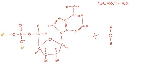 Draw the noncyclic amp molecule after it has dissolved in water - brainly.com