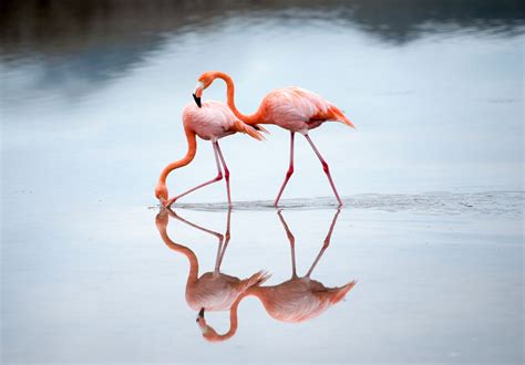 American Flamingo | Audubon Field Guide