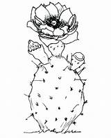 Cactus Tumblr Drawing At GetDrawings  Free Download sketch template