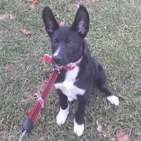 File:A Sheprador at 3-5 months old- A cross between a German Shepherd ...