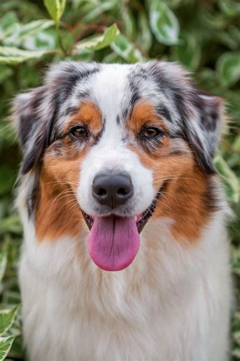 Aussie Shepherds Tail Docking in 2023 | Australian shepherd, Aussie shepherd, Australian ...