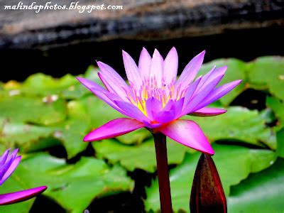 Malinda Pathirana Photography: National Flower of Sri Lanka