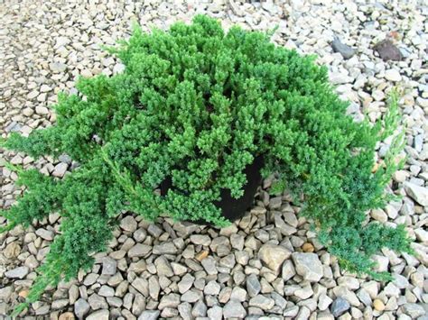 Dwarf Japanese Garden Juniper (Please Select Size Below) | Japanese ...