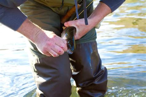 8 Best Fishing Waders In The $500 To $300 Range – Surfcasting Republic