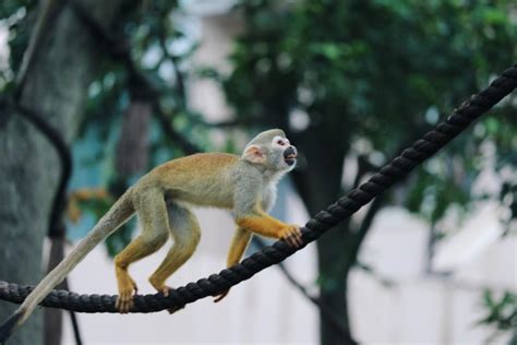 24 Wild Animals in Guyana [Wildlife in Guyana] - Kevmrc