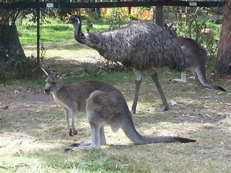 Fun Fact - Because of the unusual shape of their legs, kangaroos and ...