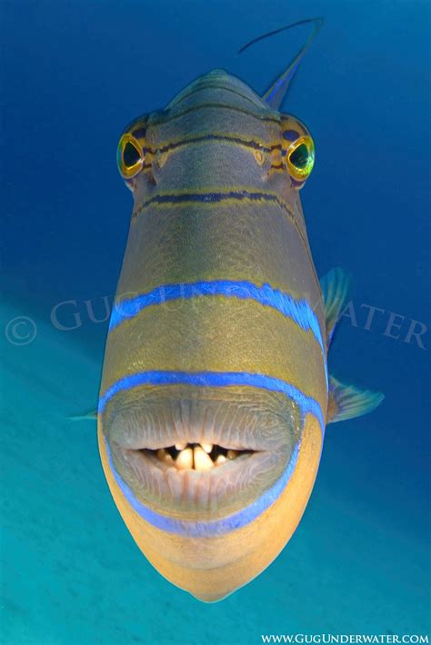 QUEEN TRIGGERFISH ATTACK! – Gug Underwater