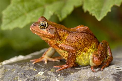 British Red Common frog by AngiWallace on DeviantArt