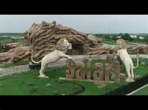 Lion safari park Etawah Uttar Pradesh - YouTube