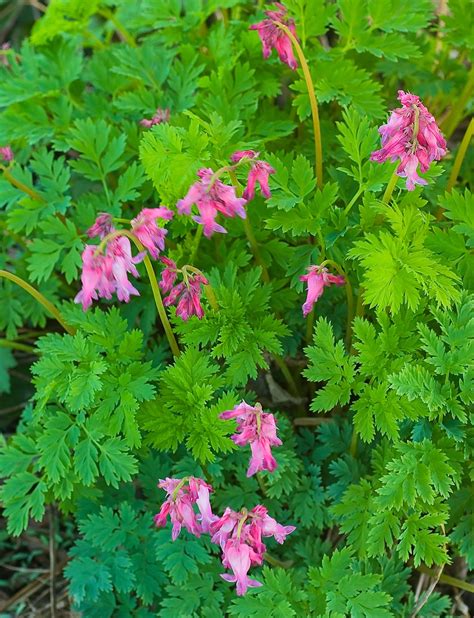 Kentucky Native Plant and Wildlife: Plant of the Week: Bleeding Heart (Dicentra eximia)