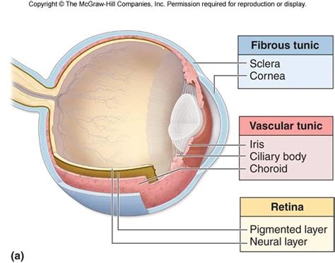 Layers of the Eye - ElisabethmcyWilkinson