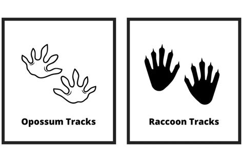 Opossum Tracks | The Ultimate Guide | Assorted Animals