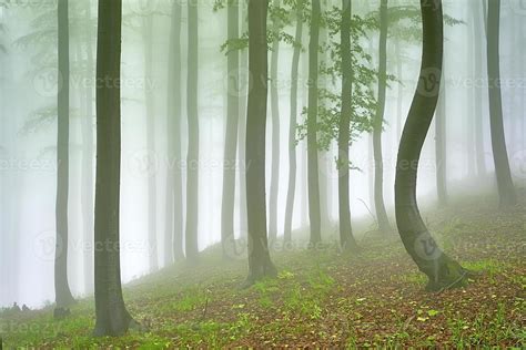 Beech forest and crooked tree 12271810 Stock Photo at Vecteezy