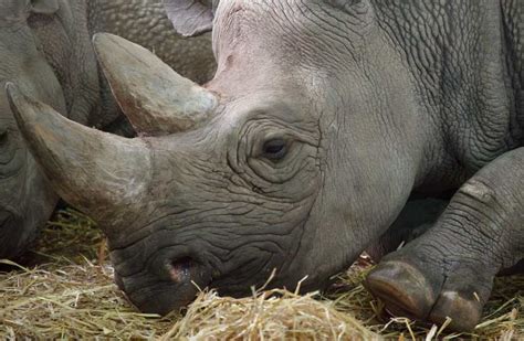 Facts About Rhinos: Rhinoceros Information For Kids