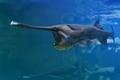 Chinese Paddlefish: How We Killed It - WorldAtlas