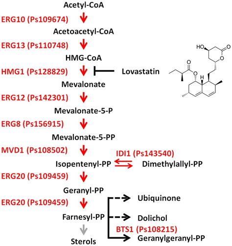 Frontiers | The Mevalonate Pathway Is Important for Growth, Spore Production, and the Virulence ...