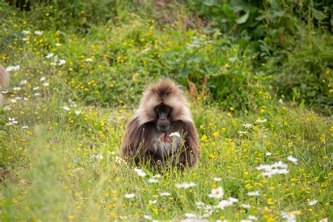 Gelada - Bristol Zoo Project