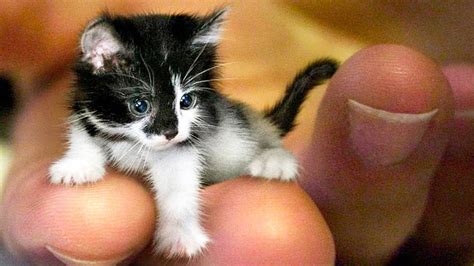 THE SMALLEST CATS In The World | Baby cats, Small cat, Cats