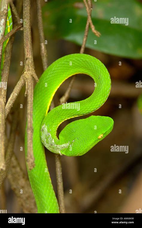 Trimeresurus albolabris hi-res stock photography and images - Alamy