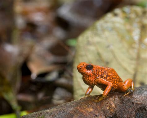 Oophaga sylvatica, Little Devil Poison Frog, in habitat. I… | Flickr