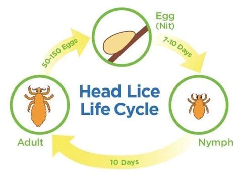 How Long have You had Head Lice? | LCA West Palm Beach Lice Clinics