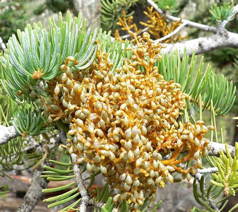 Species Story: Dwarf Mistletoe - Sierra Club BC