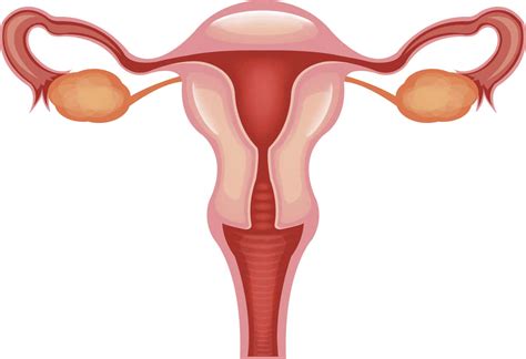 Para que servem as trompas de Falópio? - BLOG IVI Brasil