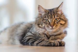 MAMMARY CANCER IN CATS – Veterinary Specialists of North Texas