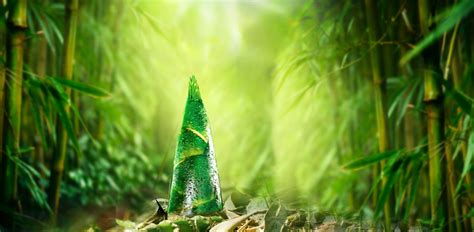 Bamboo Shoots Product Posters, Bamboo, Forest, Shoots Background Image ...