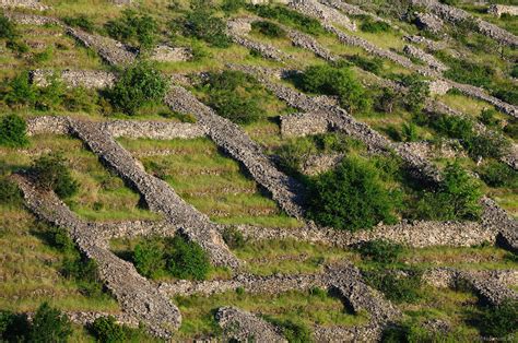 Image of Lavender Fields Hvar by Luka Esenko | 1001298