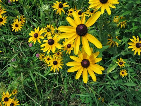 Kalamazoo Seasons: Prairie flowers