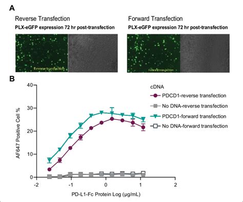 Comparison of transfection methods. eGFP plasmid was transfected in... | Download Scientific Diagram