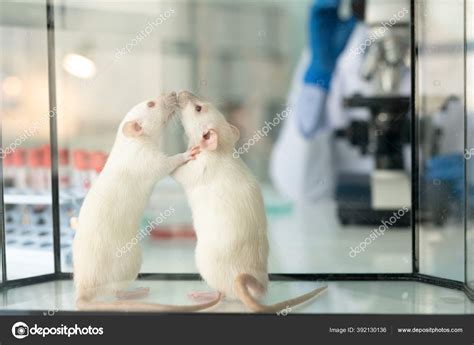 Close Two Lab White Rats Sniffing Each Other Glassy Box — Stock Photo © pressmaster #392130136