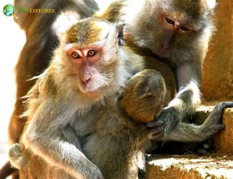 Crab-eating macaque Characteristics | Macaca fascicularis Diet & Facts