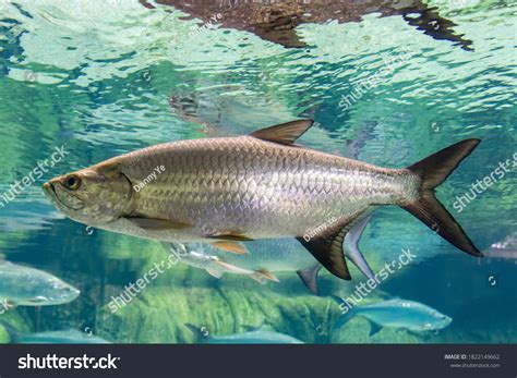 Atlantic tarpon Images, Stock Photos & Vectors | Shutterstock